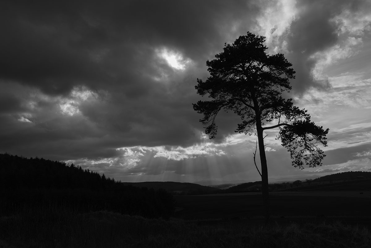 Black Isle photography - tree silhouetted under a cloudy sky with shafts of sunlight over hills and forest in background