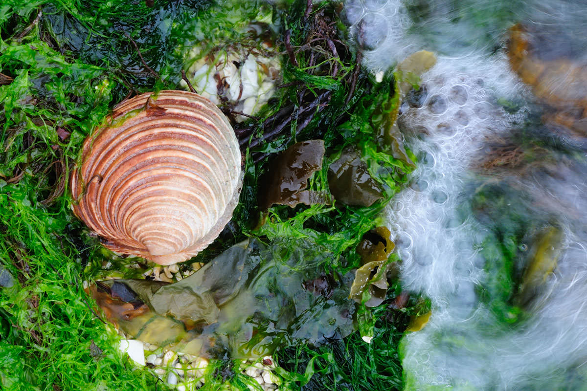 Brown coloured clam shell lying on white coral and green seaweed, with water flowing towards it