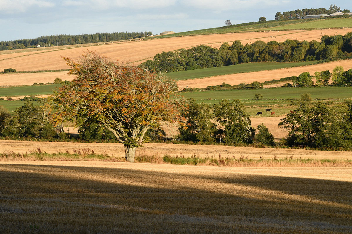 Black Isle photography - beech tree between two barley fields, with shadows in the foreground, and green fields beyond