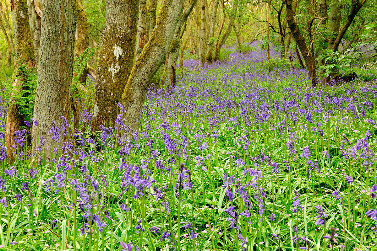 A large expanse of purple bluebells growing on a slope in a woodland with trees and ferns