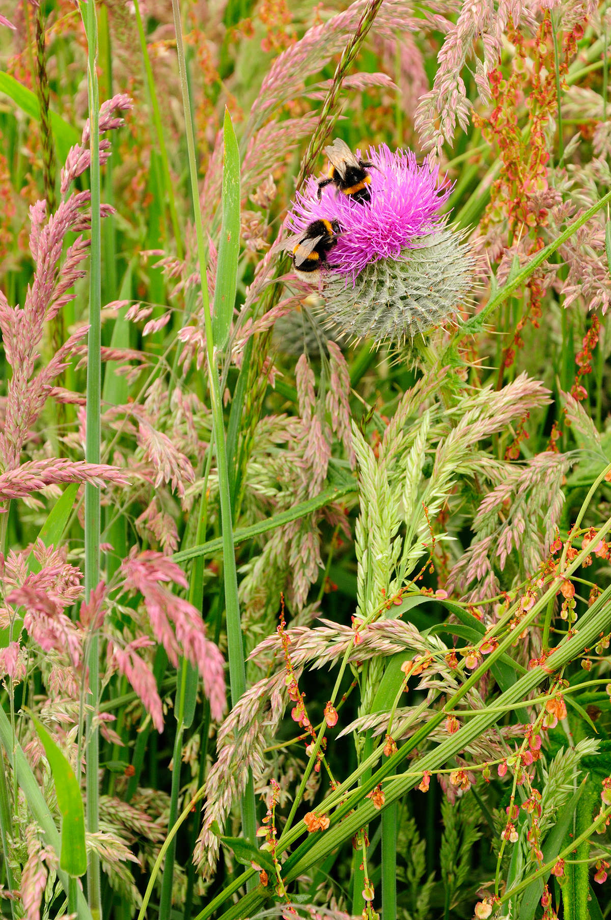 Two bumblebees on the purple jagged head of a Scottish thistle, growing among long grass with green and brown tones