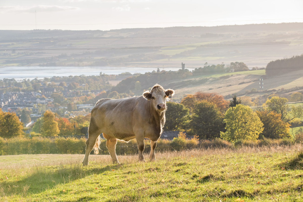 Bull standing on grass in front of trees, with a town, monument and lake in the distance