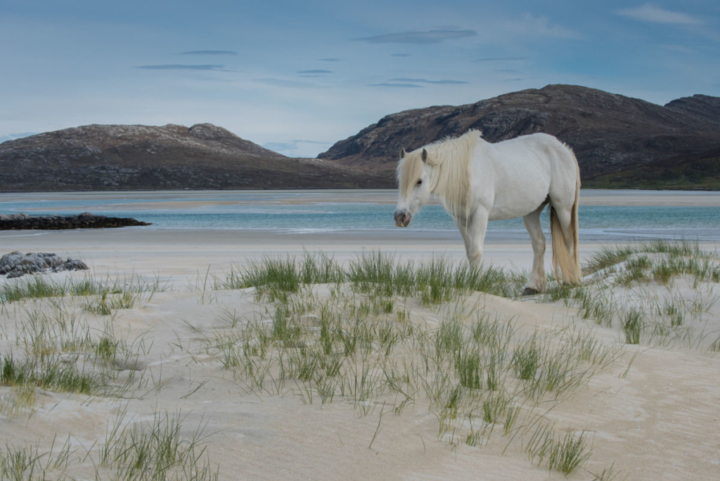 Photograph of a white Eriskay pony grazing on low-lying sand dunes with a blue sea and rocky hills beyond, under a blue sky