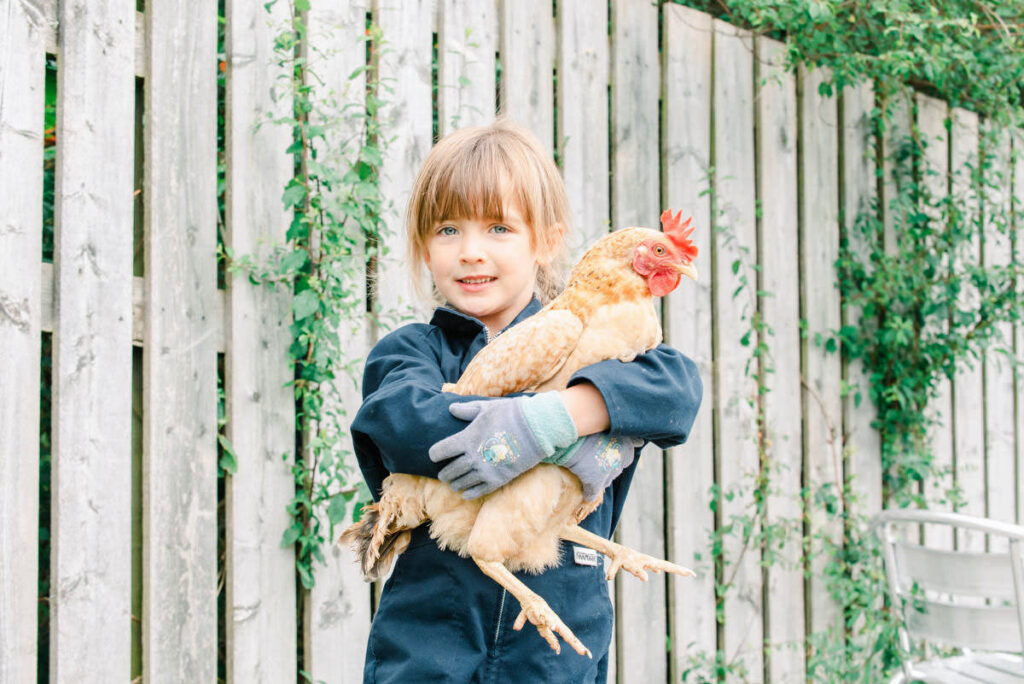 A young girl in a blue jacket holds a red chicken in front of a wooden fence during a Family Photo Shoot at Nairnside